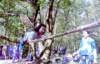 PWKBorculo024_small.jpg