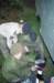 PWKBorculo070_small.jpg