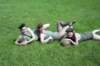 PWKBorculo087_small.jpg
