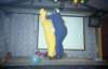 Amazingmeezing013_small.jpg