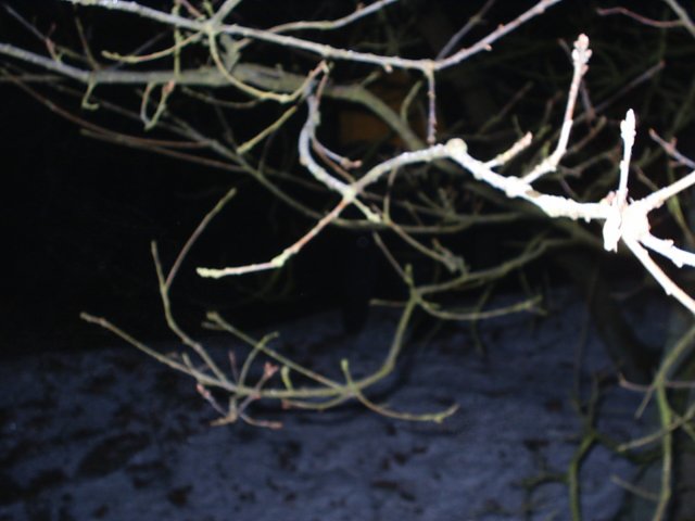 2004NWKIngeborg23.jpg