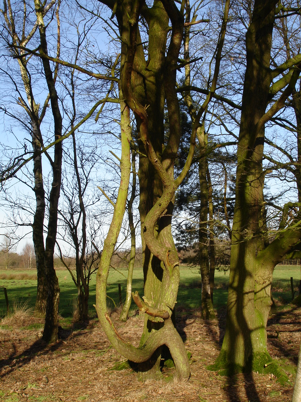 NWK2007125.jpg