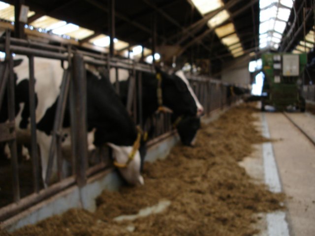 NWK200763.jpg