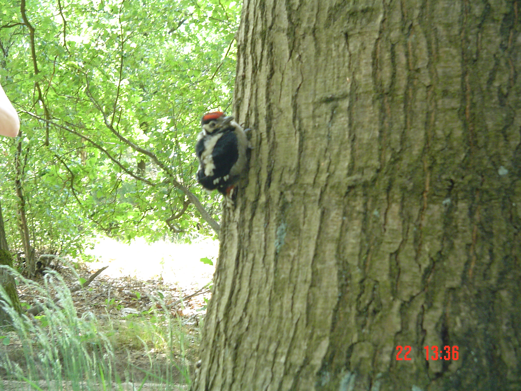 2009HWK061.jpg