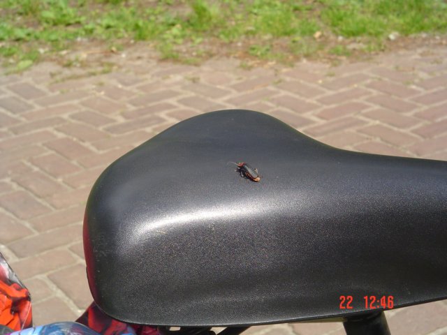 2009HWK053.jpg