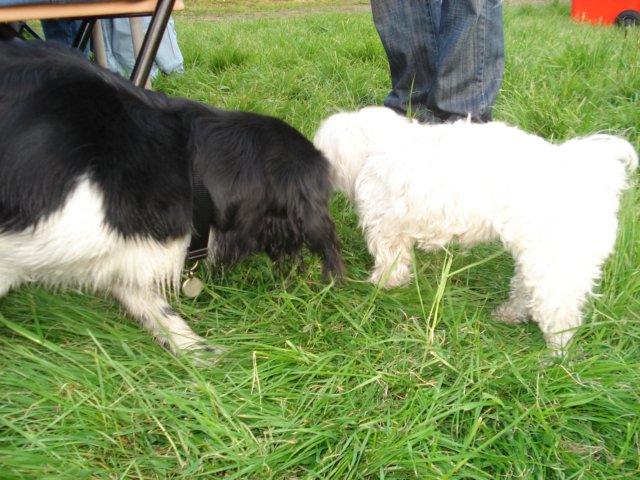 2009Koninginnedag23.jpg