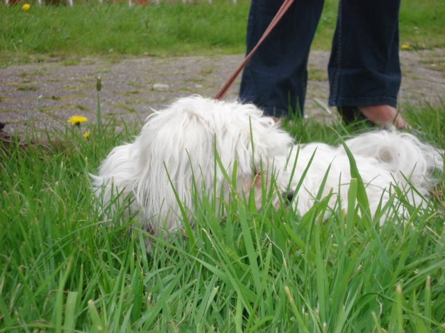 2009Koninginnedag3.jpg