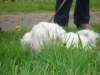 2009Koninginnedag3_small.jpg
