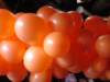 2009Koninginnedag44_small.jpg