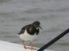 NWK200934_small.jpg