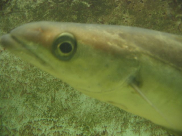 2009NWK27.jpg