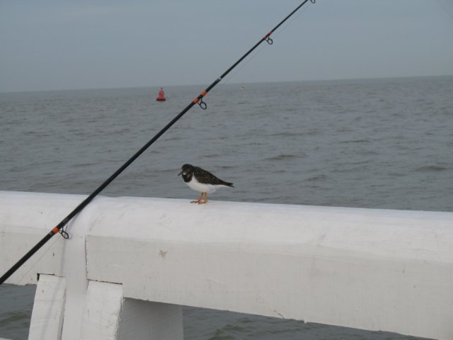 2009NWK81.jpg