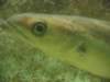 2009NWK27_small.jpg