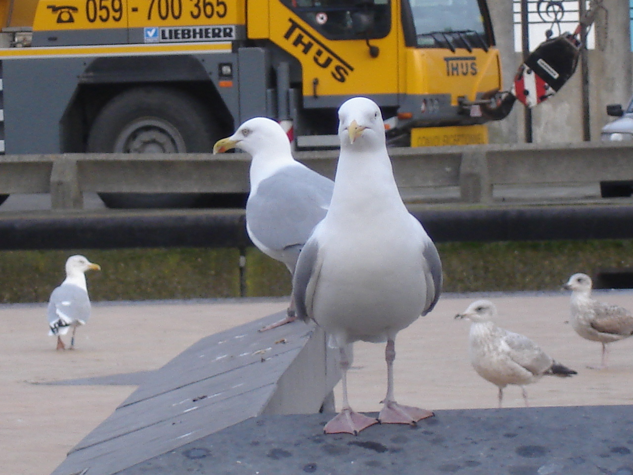 NWK200996.jpg