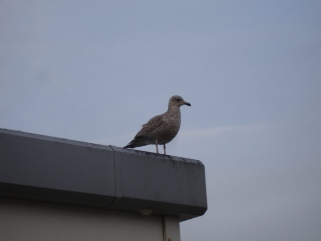 NWK200994.jpg