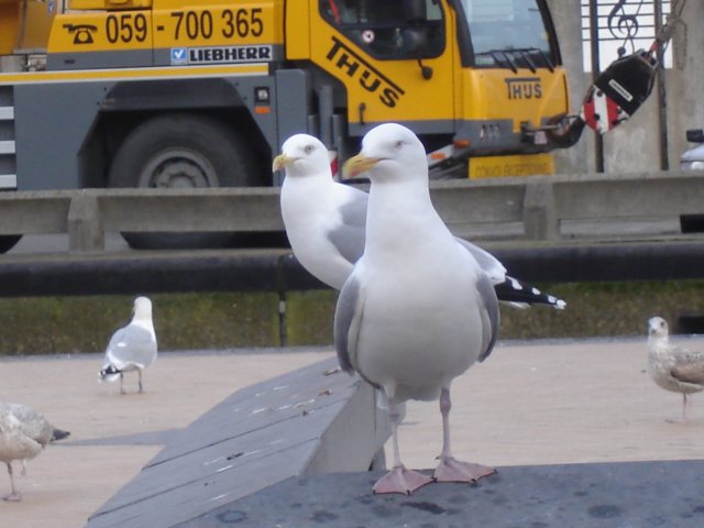 NWK200997.jpg