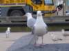 NWK200996_small.jpg