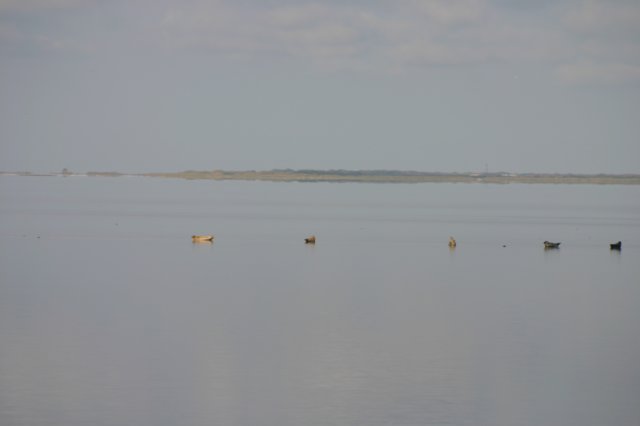 2009Zeilen159.jpg