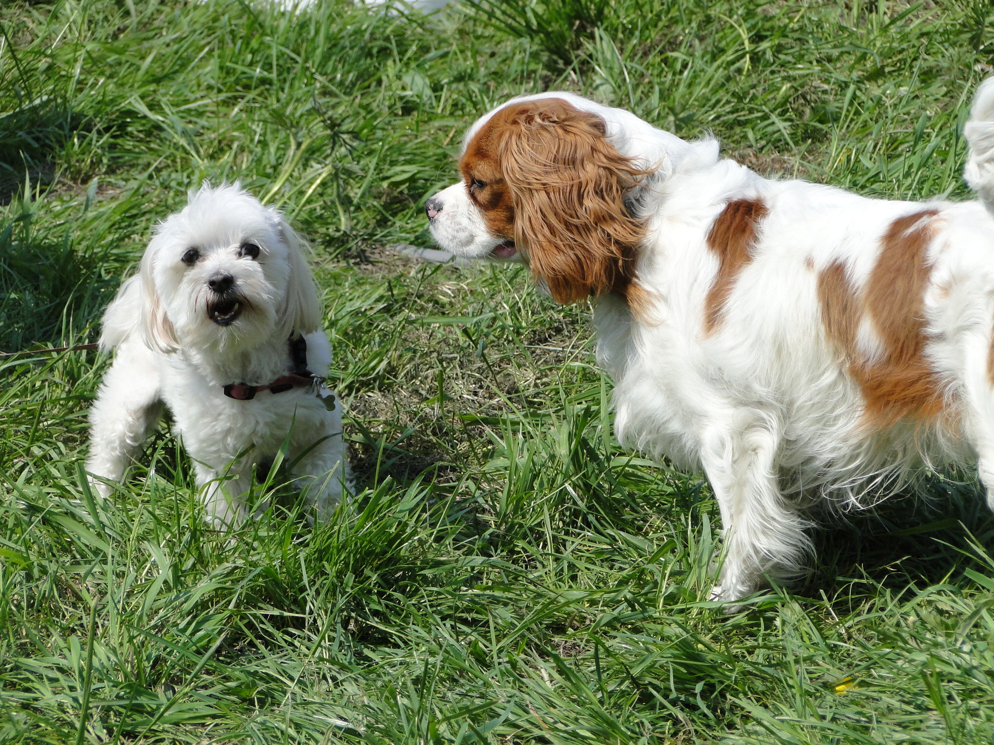 2011Koninginnedag078.jpg